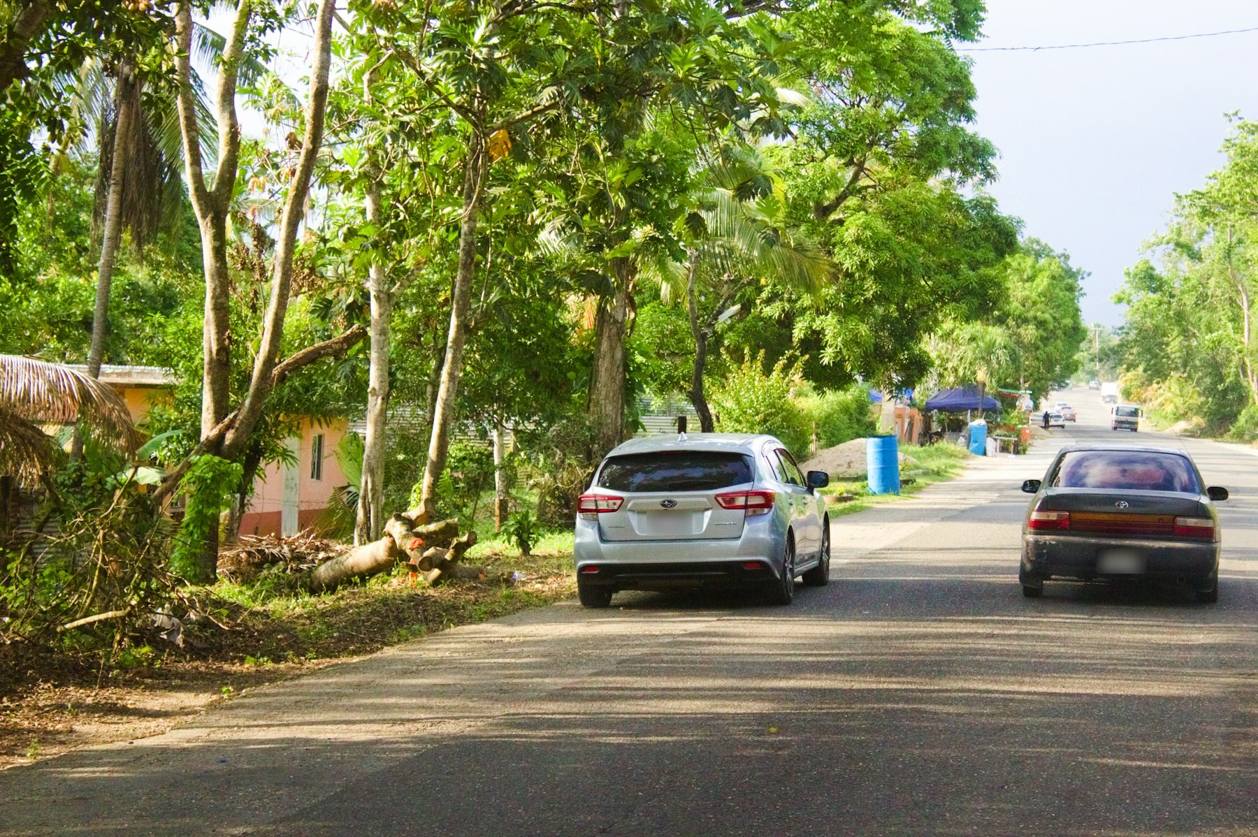 Two cars driving along a sunny two-lane rural road in Jamaica lined with palms, breadfruit trees and roadside houses